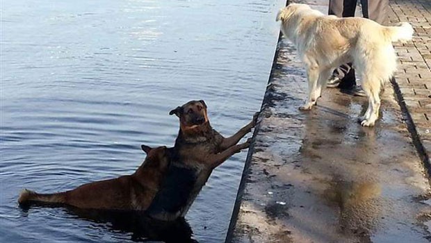 Denize düşen köpeği, peşinden atlayan köpek kurtardı!