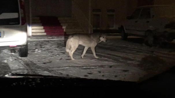 Soğuktan şehir merkezine kadar indi...