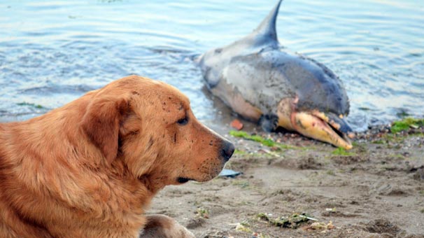 Ölü yunus sahile vurdu, Köpek başından ayrılmadı