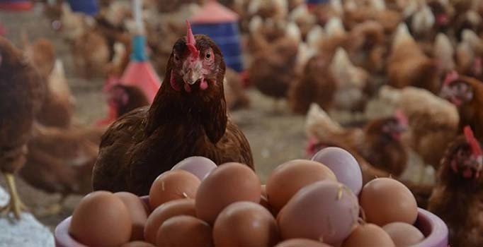 'Kanser ilacı yumurtlayan' tavuklar yetiştirildi