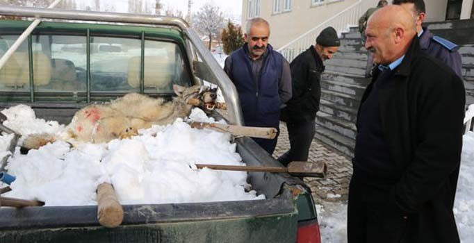 Köylülerin yakaladığı kurdu kaymakam serbest bıraktırdı