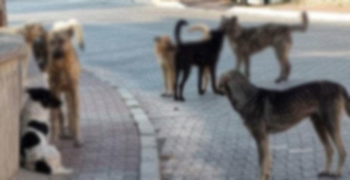 Kayseri'de sokak köpekleri liselilere saldırdı!