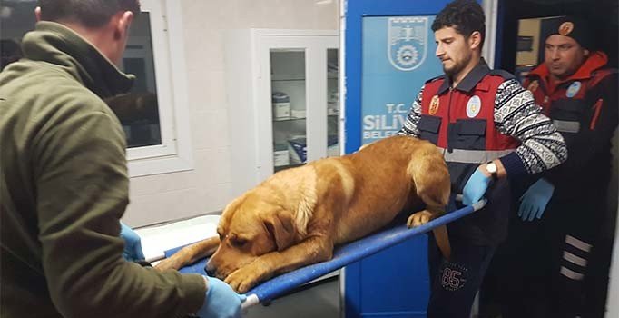 Alkollü şahıs sokak köpeğini tüfekle vurdu