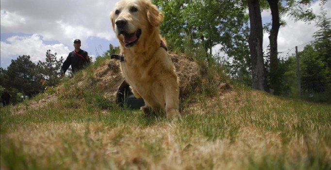 Tahran'da köpek gezdirmek yasaklandı