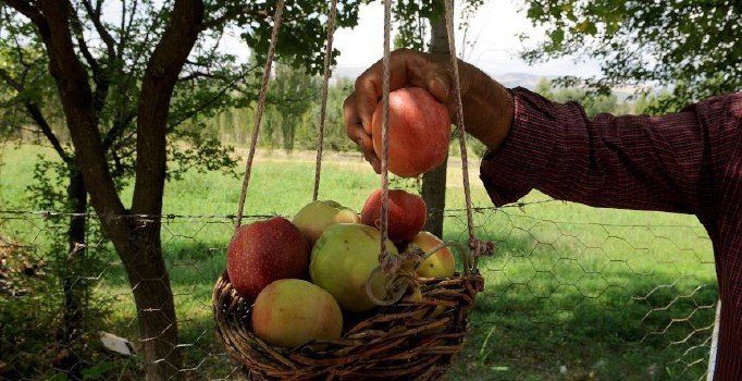 Elma da tanzim satış noktalarında satılacak