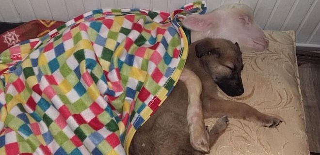 Köpek ile kuzu kucak kucağa uyuyor