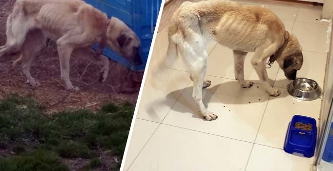 Silivri'de haftalarca aç ve susuz bırakılan köpek ölmek üzereyken bulundu