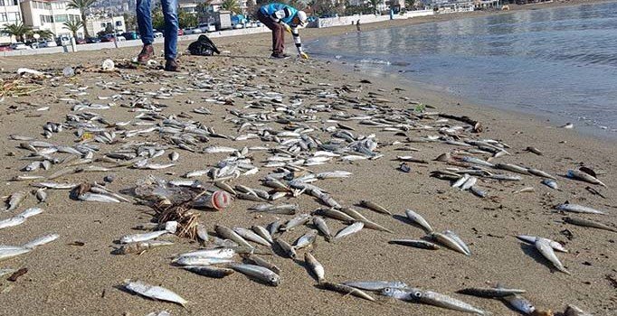 Alanya’da telef olmuş binlerce balık sahile vurdu