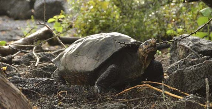 Galapagos Adaları'nda nesli tükendiği sanılan kaplumbağA ortaya çıktı