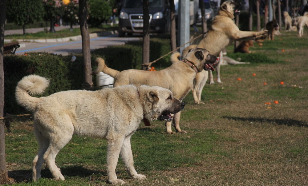 Köpekler Jüri önüne çıktı