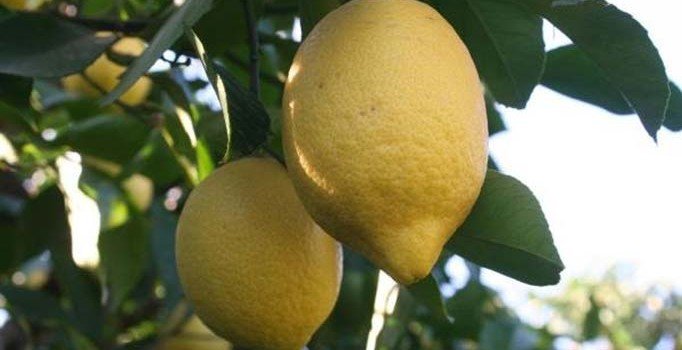 Mersin'de limon dalda kaldı