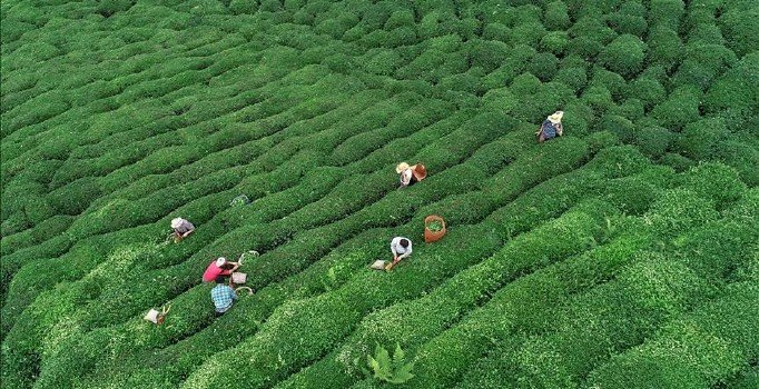 Çay ihracatının lideri Rize