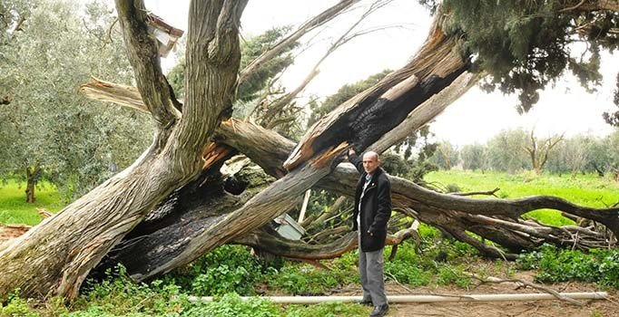 Arıları kovmak için 700 yıllık ağaçları yakıp, kestiler