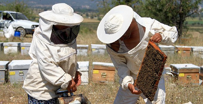 İBB'den 170 arıcıya 680 kovan ve ekipman desteği