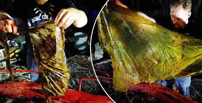 Kıyıya vuran ölü balinanın midesinden 40 kilogram plastik çıktı