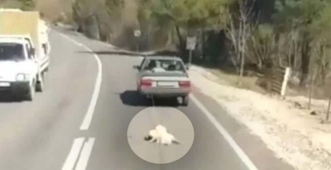 İzmir'de köpeğe isyan ettiren işkence! | Video