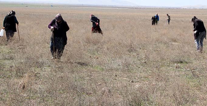 Dolaman mantarı toplamak için bastonunu alan araziye koşuyor