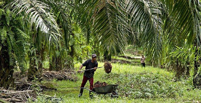 Endonezya ile AB arasında palm yağı krizi: Boykot edilebilir