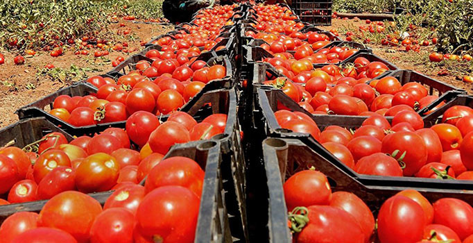Ukrayna, 17 ton Türk domatesini ülkeye almadı 