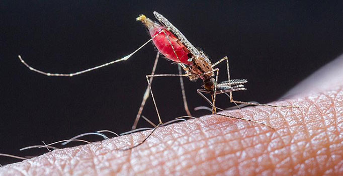 Nijerya'da 'Lassa sıtması' salgını: Ölü sayısı 83'e çıktı
