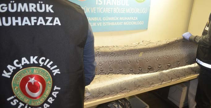Atatürk Havalimanı'nda 23 adet nadir bulunan yılan derisi ele geçirildi
