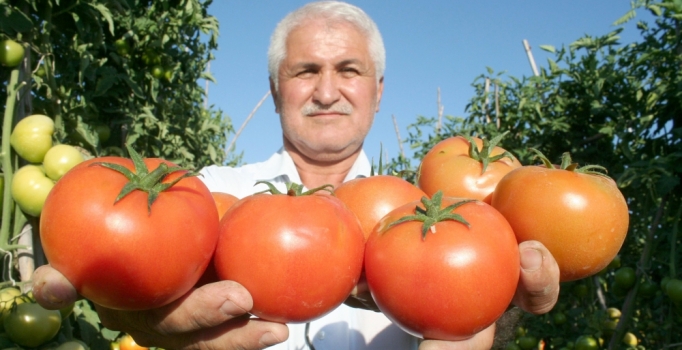 Rusya’dan yeni domates şartı: Et alın