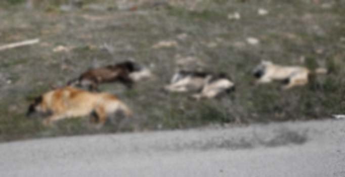 Ankara'da köpek ölüleri bulundu