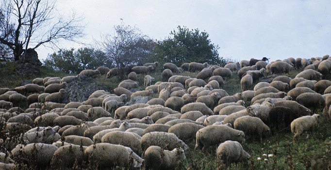 Genç Çiftçi Projesi için 13 bin 294 koyun alınacak