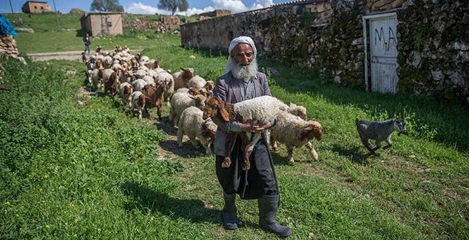 5 bin lira aylığa çalışacak çoban bulamıyorlar