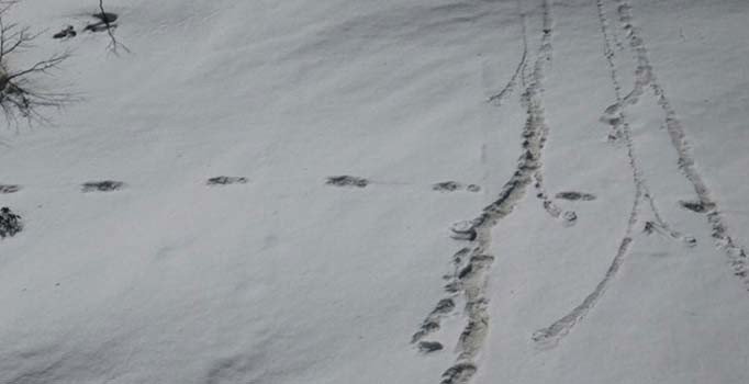 Makalu Dağı'nda Yeti'nin ayak izleri bulundu