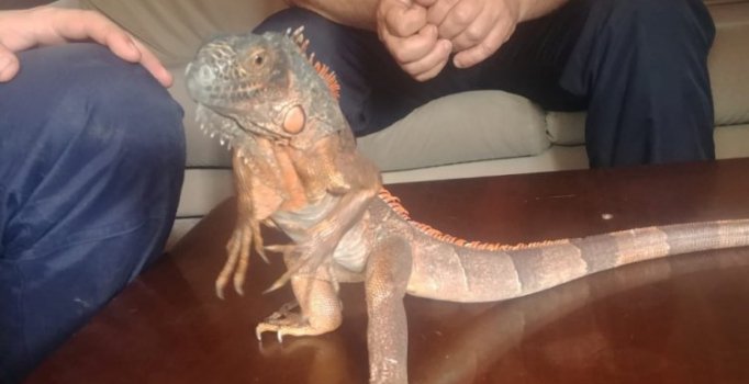 Caminin deposundan 82 santim uzunluğunda iguana çıktı