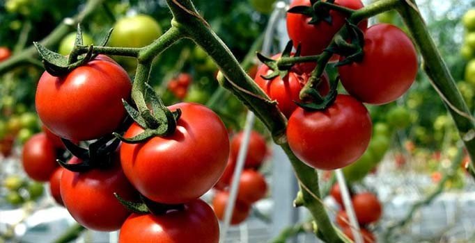 Türkiye'den 57 ülkeye domates ihracı