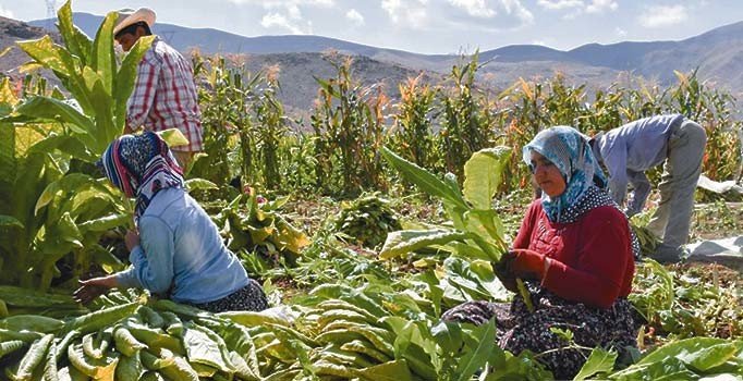 Hasat başladı fiyatlar düştü ama raflar aynı