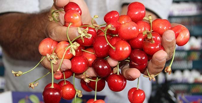 Dünyanın kirazı Manisa’dan