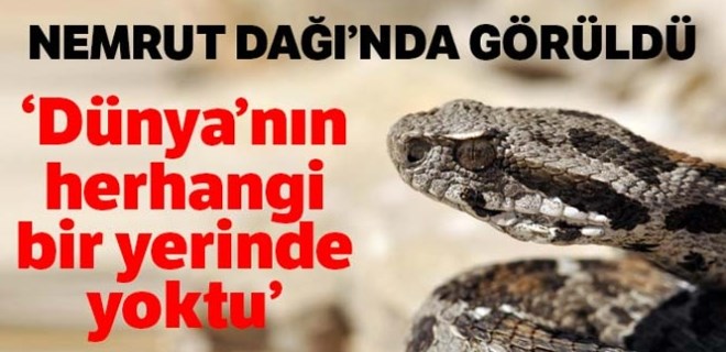 Nesli tehlikede olan yılan Nemrut Dağı'nda görüldü