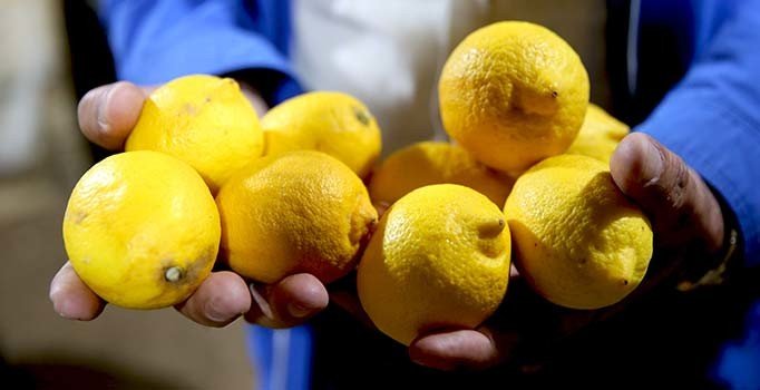 Limonda nemli hasat sonucu fiyatlar artıyor