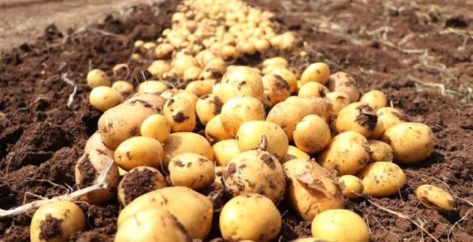 Adana'da yerli ve milli patates 'Nahita'da hasat başladı