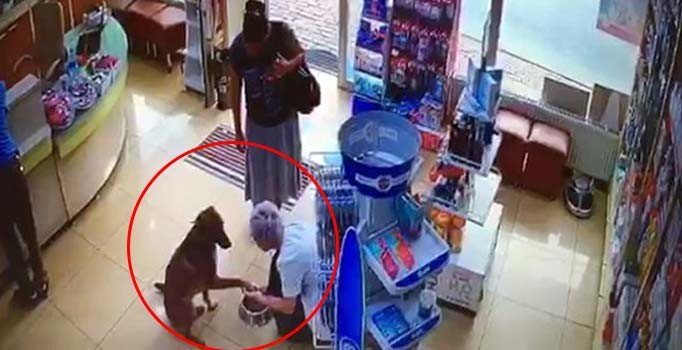 Yaralı köpek patisini göstererek eczacıdan yardım istedi