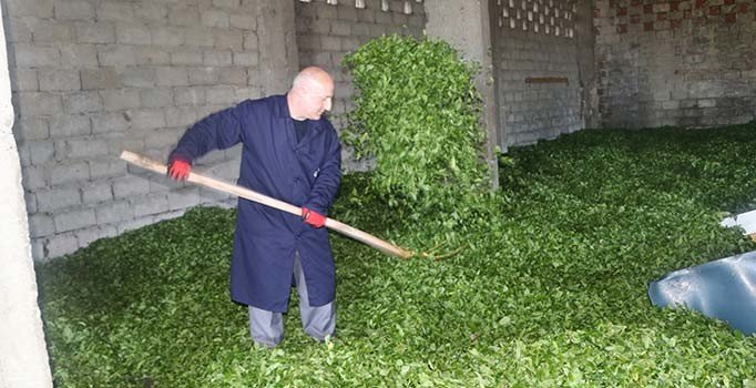 ÇAYKUR son 20 yılın en fazla çayını aldı