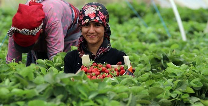 Devlet destekli çilek üretimiyle kaderleri değişti