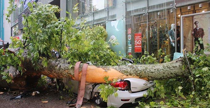 Kocaeli'de çınar ağacı yola devrildi: 1 yaralı