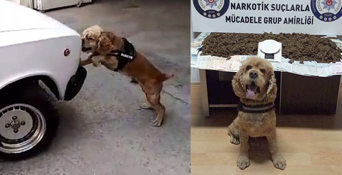 Narkotik köpeği önce buldu, sonra poz verdi