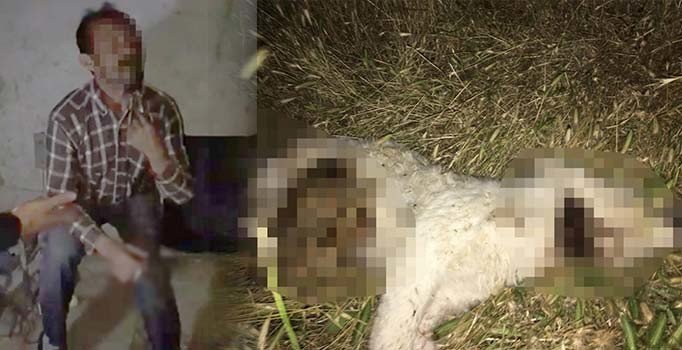 50 günlük yavru köpeği işkence yaparak öldürdü, savunması çileden çıkarttı