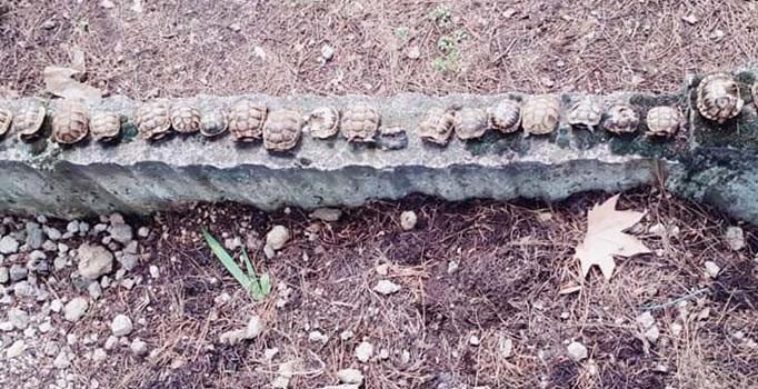 Mezarlıkta betona dizili 23 kaplumbağa ölüsü bulundu