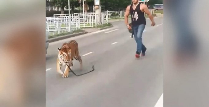 Rusya’da akılalmaz olay: Otomobilden kaplan atladı