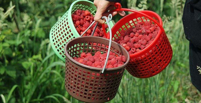 Ahududu üretim merkezinde 6 bin ton üretim beklentisi