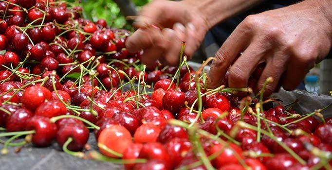 Türk kirazı ilk kez Çin'de: 1 milyon 380 bin dolarlık satış gerçekleştirildi