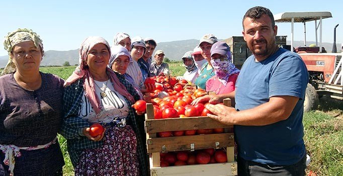 Domates üreticileri fiyattan dertli