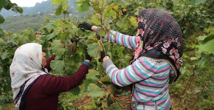 Fındık işçisinin günlük yevmiyesi asgari 85 lira olacak