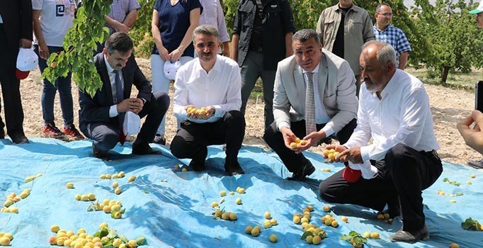 Malatya'da kayısı hasadı başladı